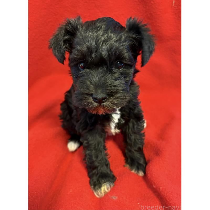 販売中の静岡県のミニチュアシュナウザー-453512の8枚目