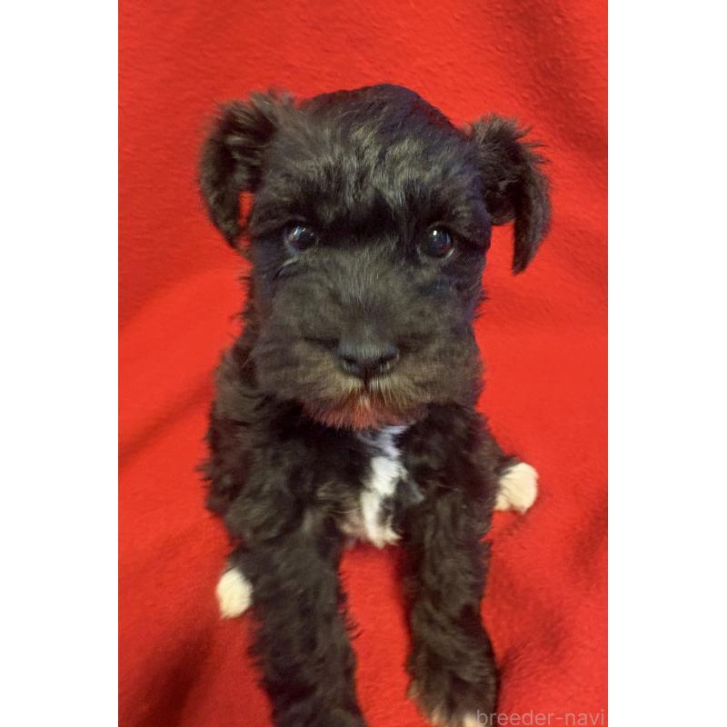 販売中の静岡県のミニチュアシュナウザー-453512の7枚目