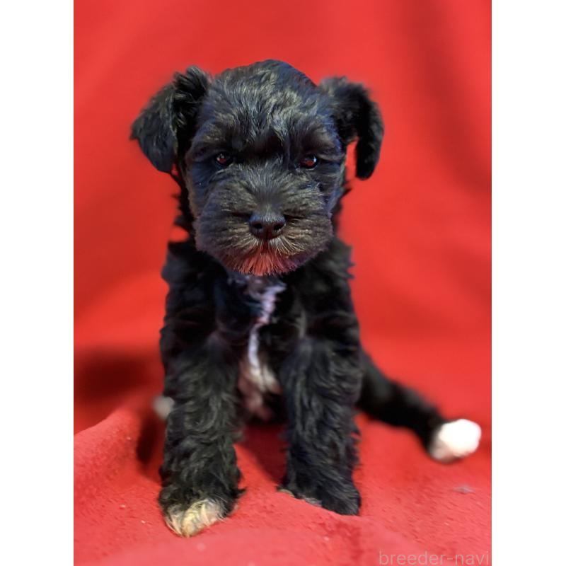 販売中の静岡県のミニチュアシュナウザー-453512の6枚目