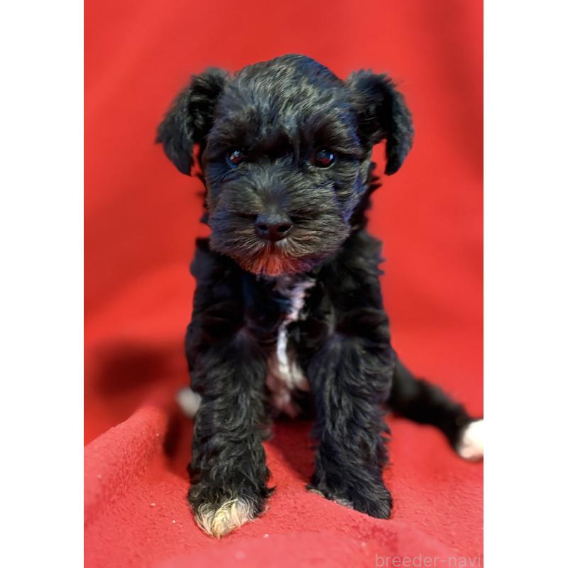 販売中の静岡県のミニチュアシュナウザー-453512の5枚目