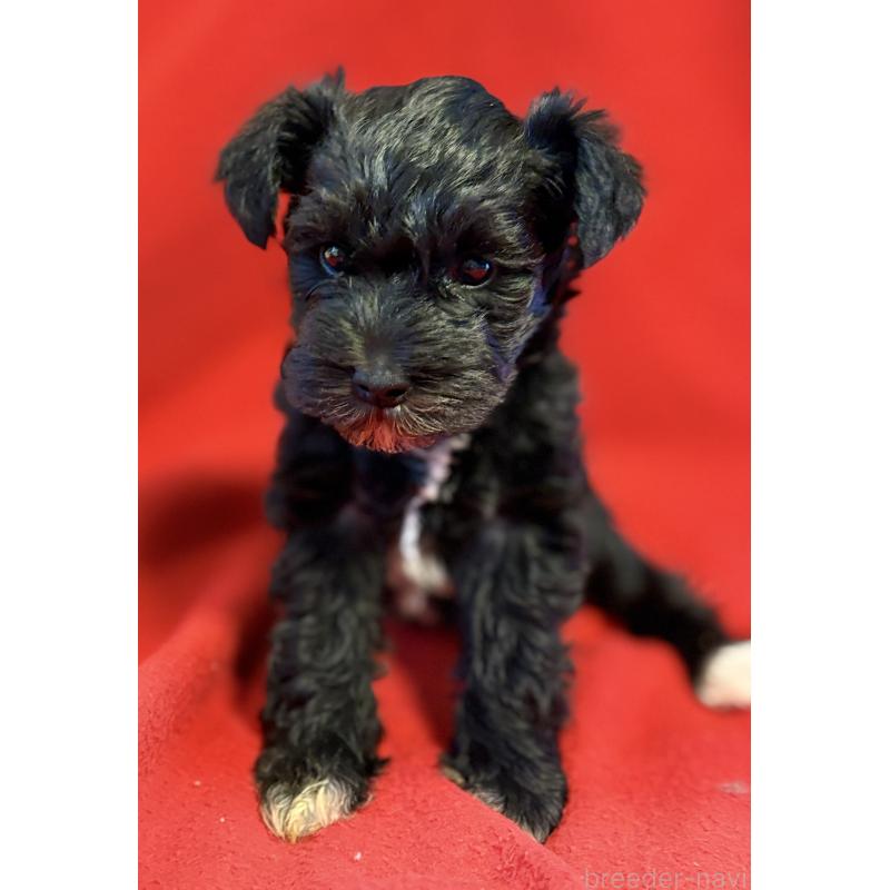 販売中の静岡県のミニチュアシュナウザー-453512の4枚目