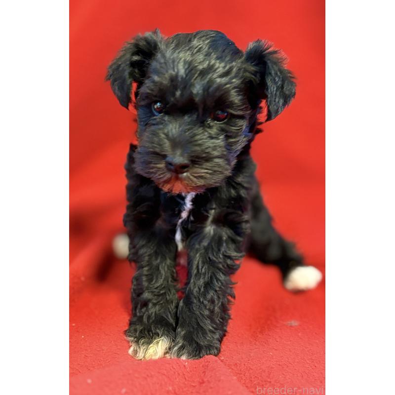 販売中の静岡県のミニチュアシュナウザー-453512の2枚目