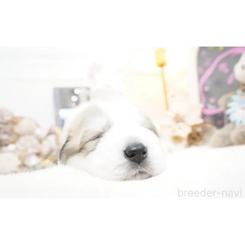 販売中の大阪府のグレートピレニーズ-453513の7枚目