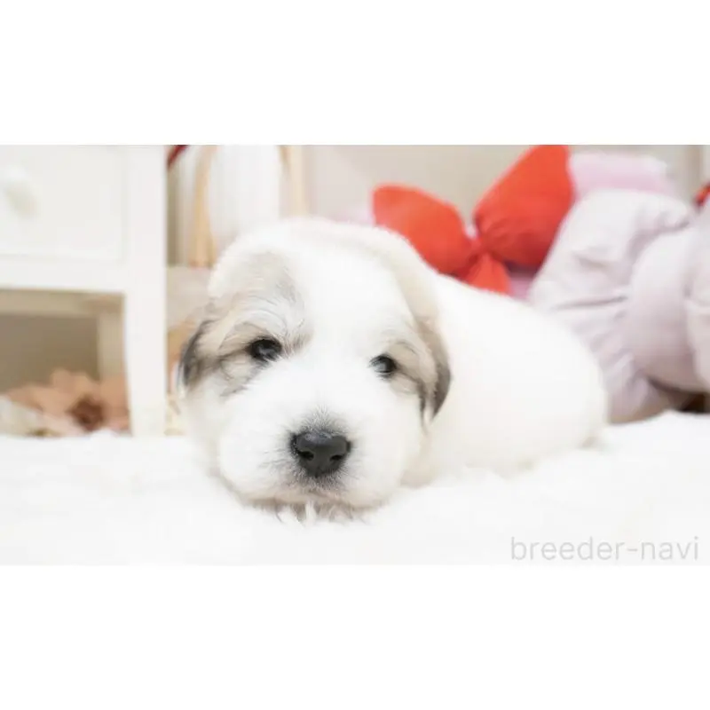 販売中の大阪府のグレートピレニーズ-453513の6枚目