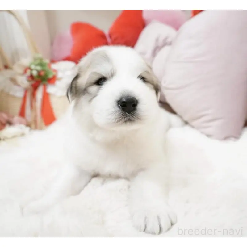 販売中の大阪府のグレートピレニーズ-453513の5枚目