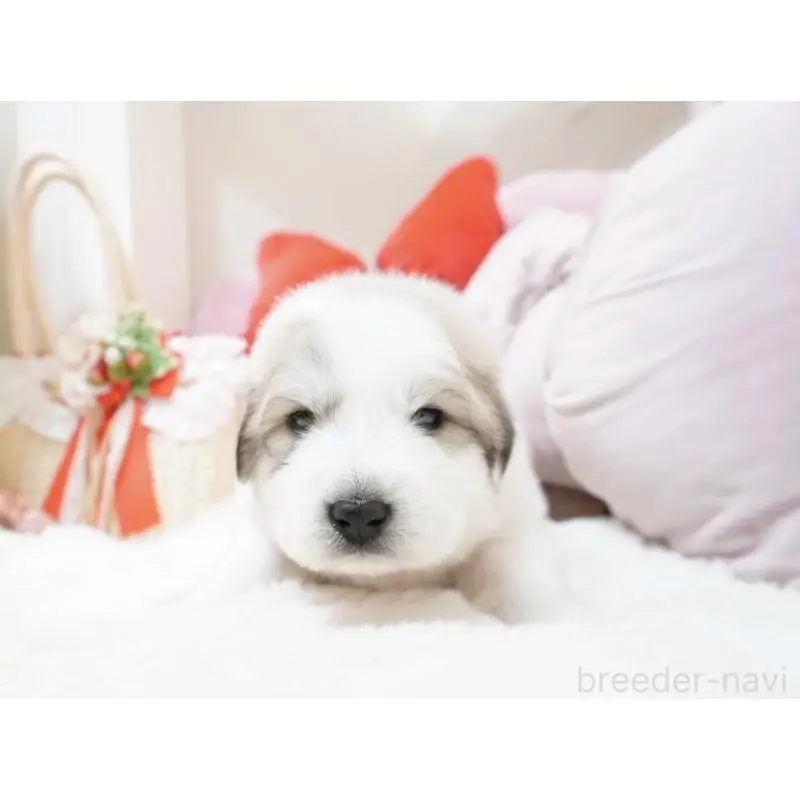 販売中の大阪府のグレートピレニーズ-453513の4枚目