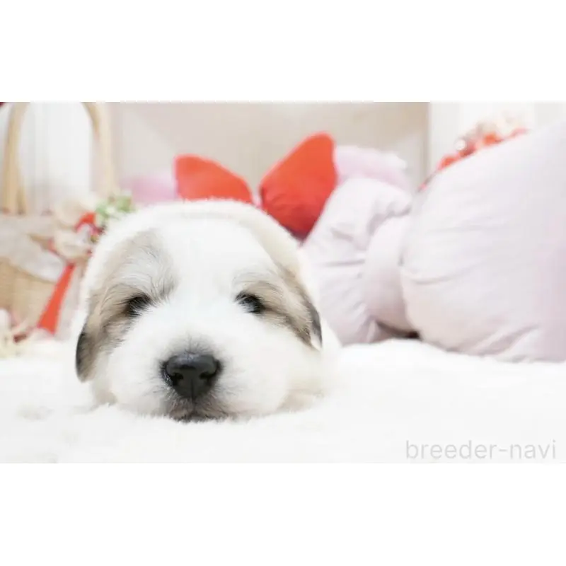 販売中の大阪府のグレートピレニーズ-453513の2枚目