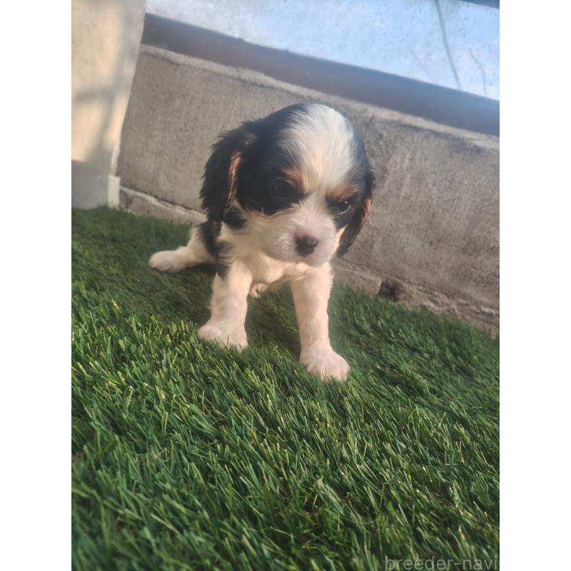 販売中の北海道のキャバリアキングチャールズスパニエル-453515の2枚目