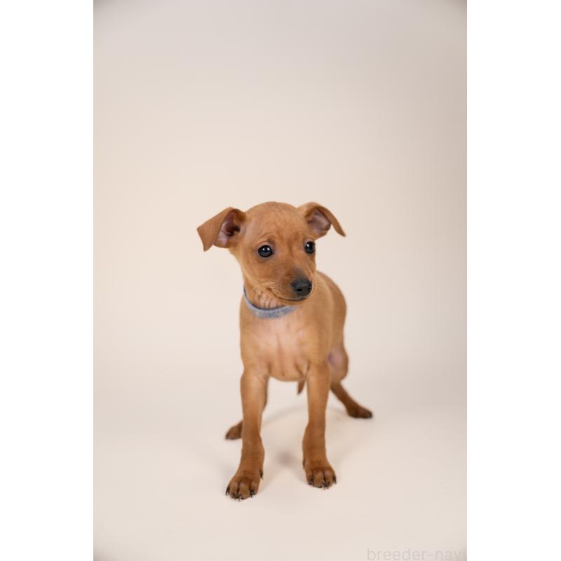 販売中の山梨県のミニチュアピンシャー(ミニピン)-443905の2枚目