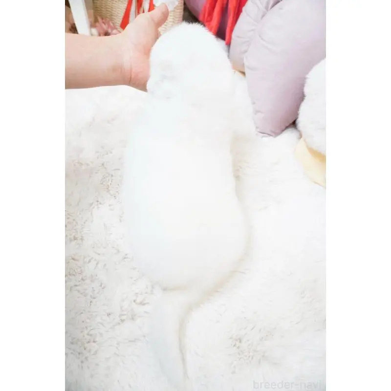 販売中の大阪府のグレートピレニーズ-453514の6枚目