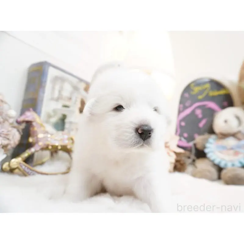 販売中の大阪府のグレートピレニーズ-453514の4枚目