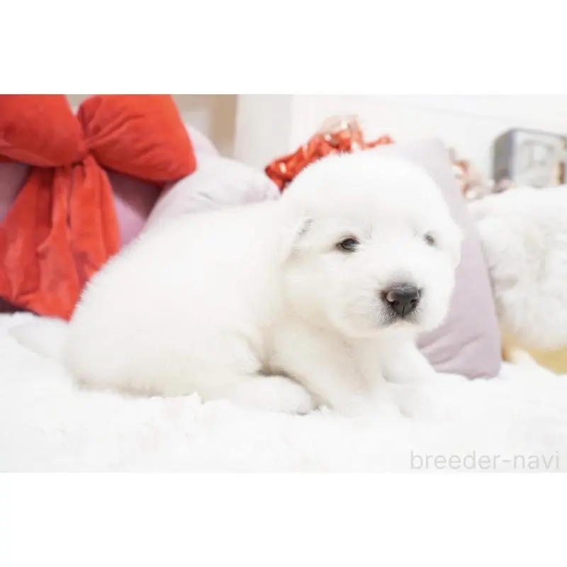 販売中の大阪府のグレートピレニーズ-453514の2枚目