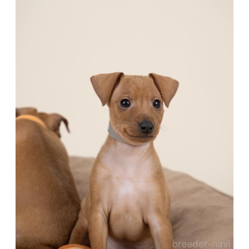 販売中の山梨県のミニチュアピンシャー(ミニピン)-443903の7枚目