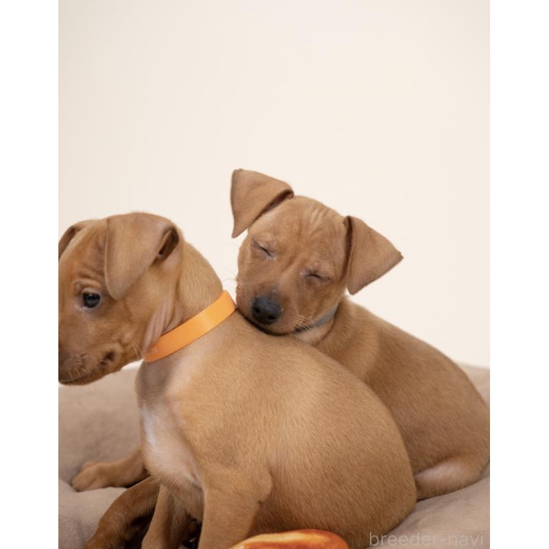 販売中の山梨県のミニチュアピンシャー(ミニピン)-443903の6枚目