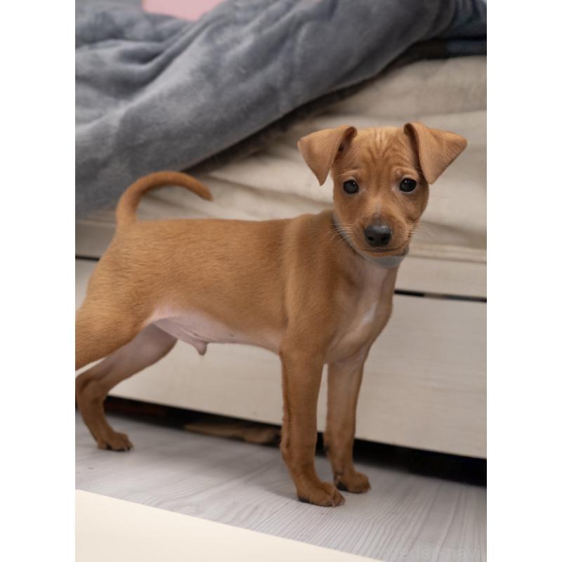 販売中の山梨県のミニチュアピンシャー(ミニピン)-443903の4枚目