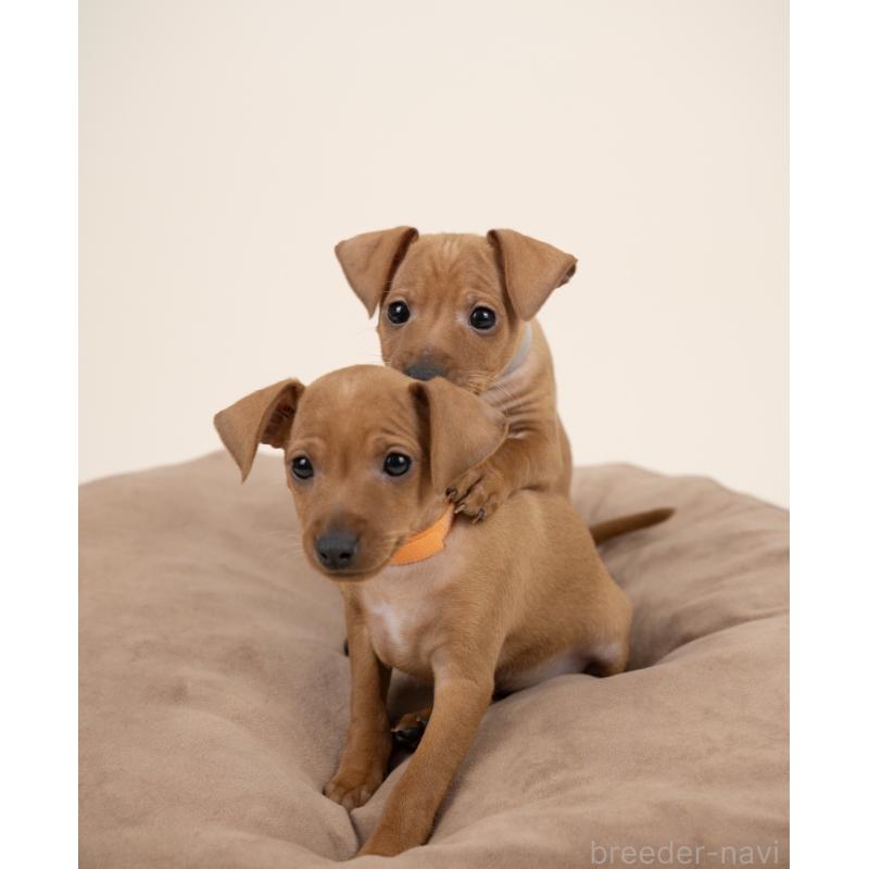 販売中の山梨県のミニチュアピンシャー(ミニピン)-443903の3枚目