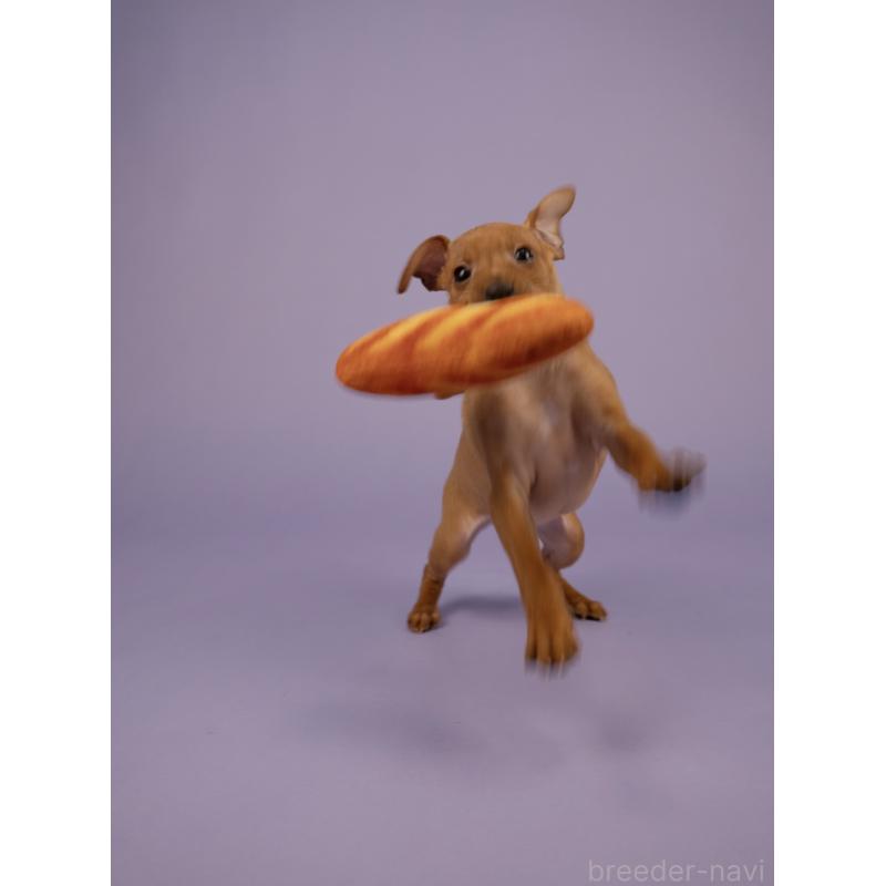 販売中の山梨県のミニチュアピンシャー(ミニピン)-443903の2枚目