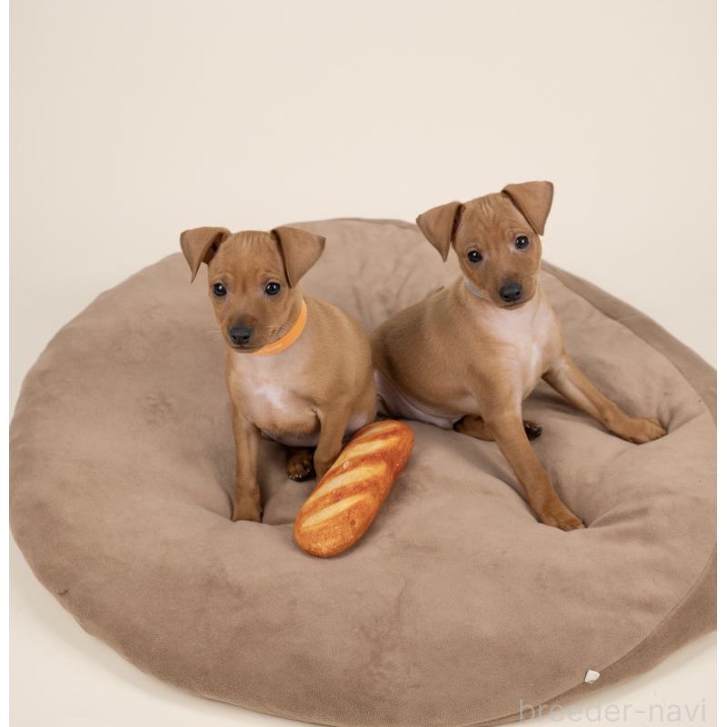 販売中の山梨県のミニチュアピンシャー(ミニピン)-443906の3枚目