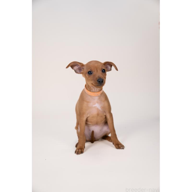 販売中の山梨県のミニチュアピンシャー(ミニピン)-443906の2枚目