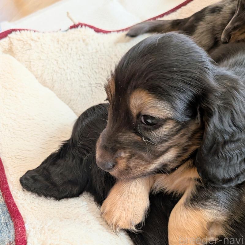 販売中の山形県のミニチュアダックスフンド(ロングヘアード)-453520の5枚目