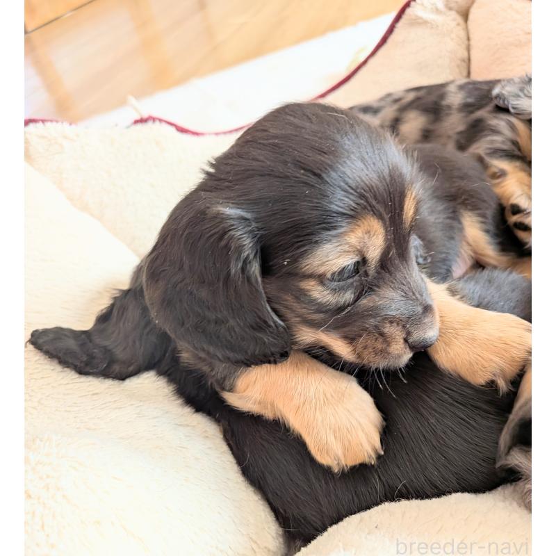 販売中の山形県のミニチュアダックスフンド(ロングヘアード)-453520の4枚目