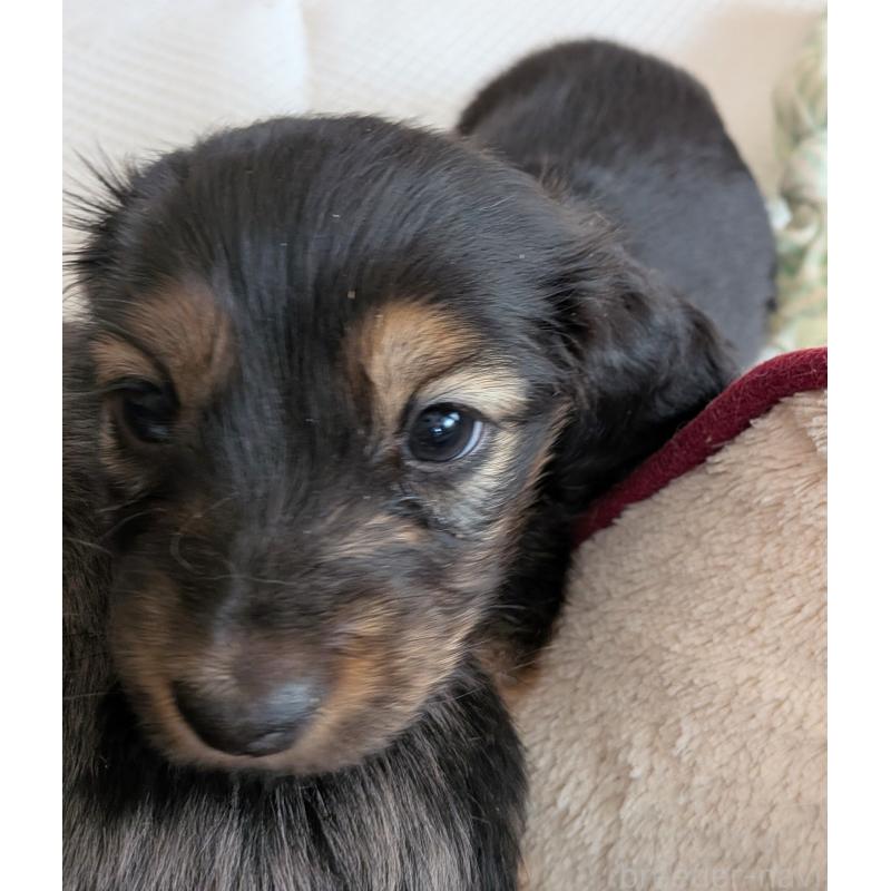 販売中の山形県のミニチュアダックスフンド(ロングヘアード)-453520の3枚目