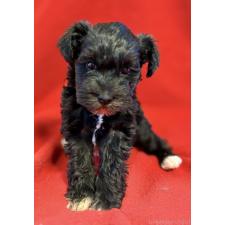 オンライン見学