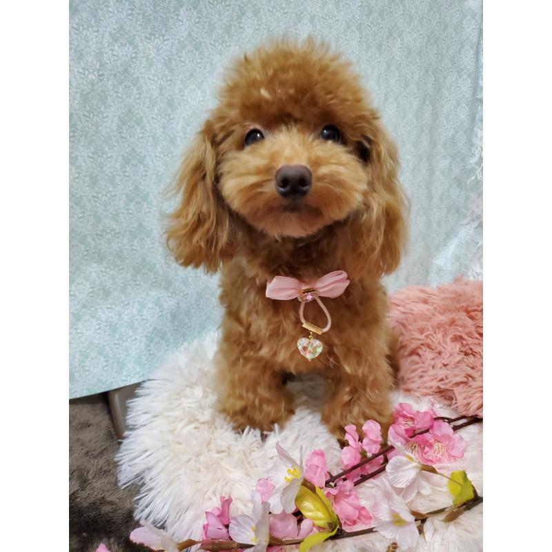 販売中の千葉県のティーカッププードル-427842の3枚目