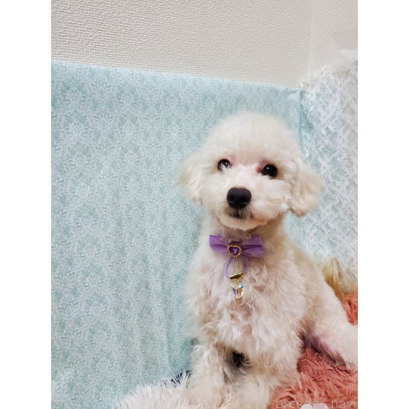 販売中の千葉県のトイプードル-427841の4枚目