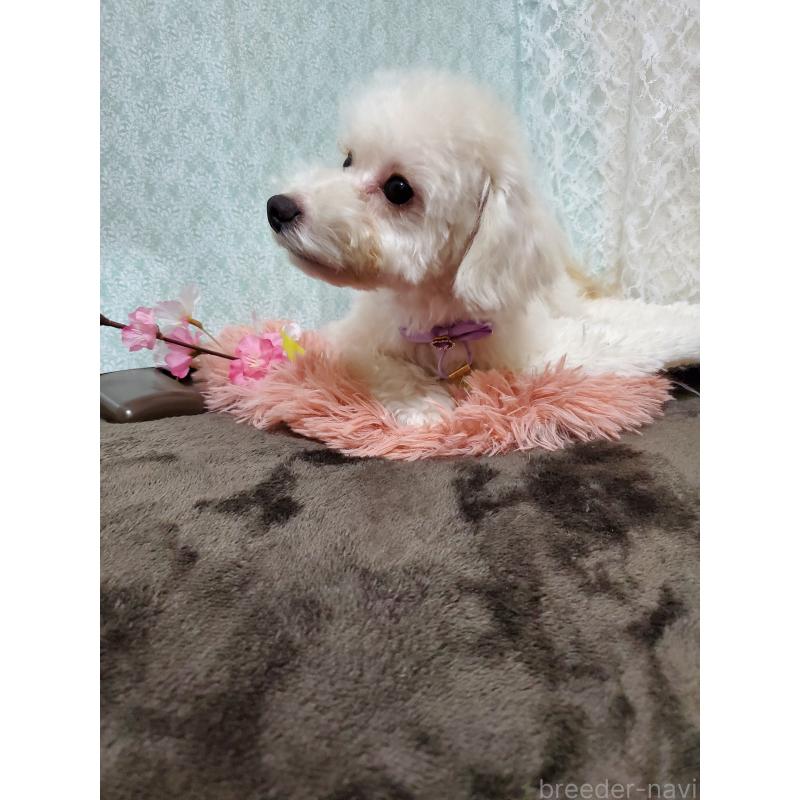 販売中の千葉県のトイプードル-427841の3枚目