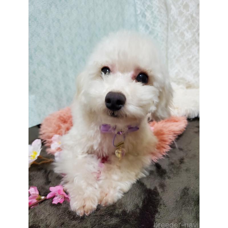 販売中の千葉県のトイプードル-427841の2枚目