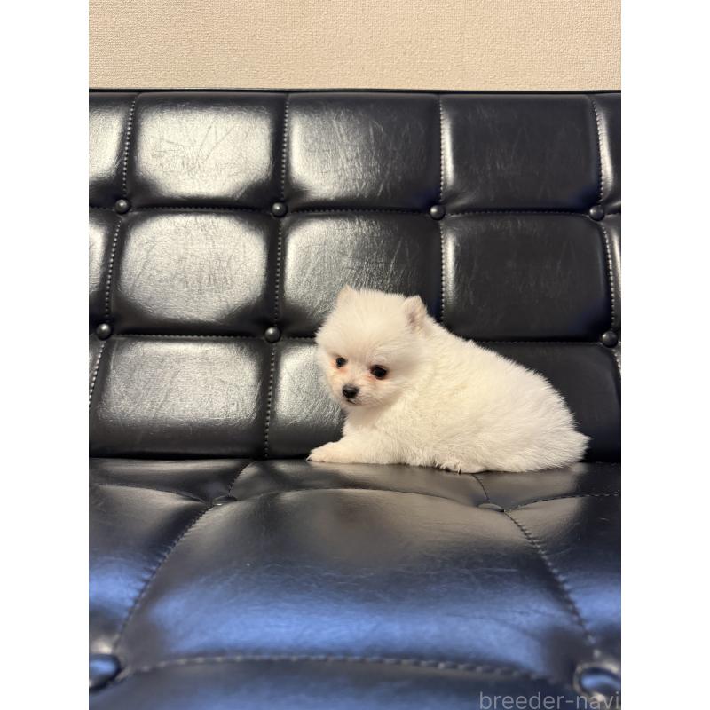 販売中の福岡県のポメラニアン-453519の5枚目