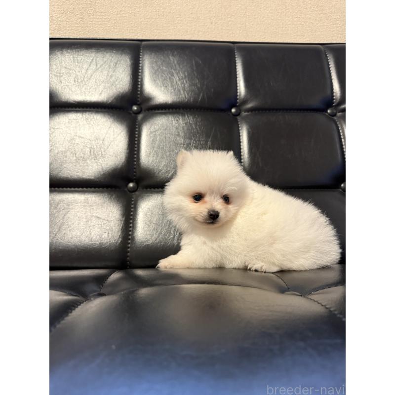 販売中の福岡県のポメラニアン-453519の4枚目