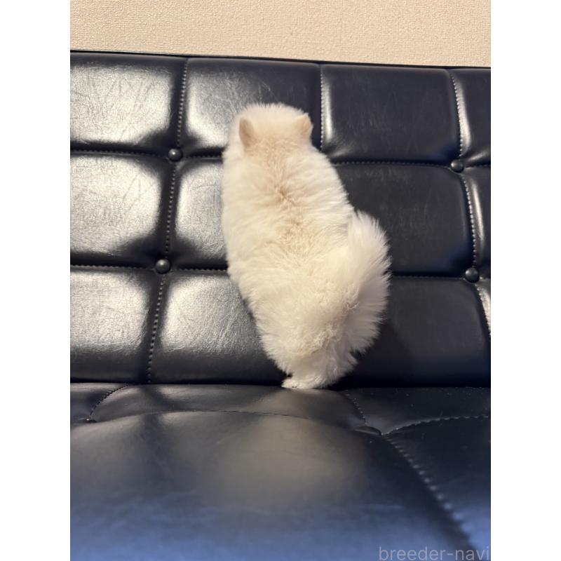 販売中の福岡県のポメラニアン-453519の3枚目