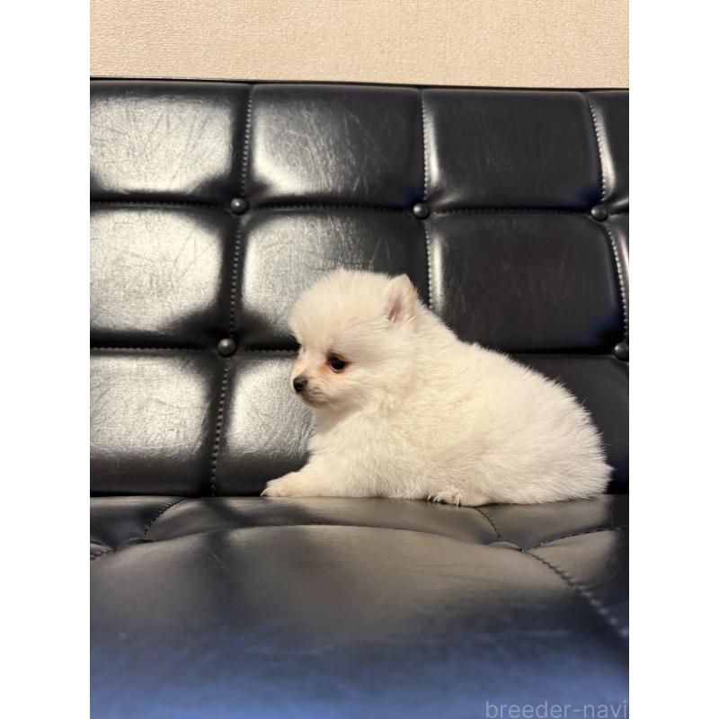 販売中の福岡県のポメラニアン-453519の2枚目