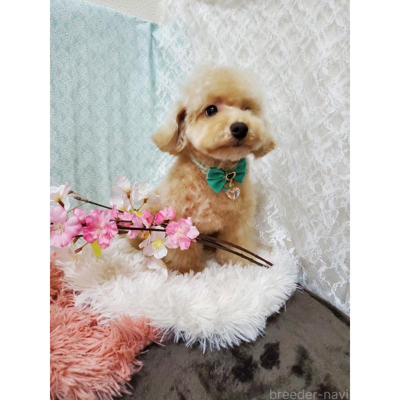 販売中の千葉県のティーカッププードル-427840の3枚目