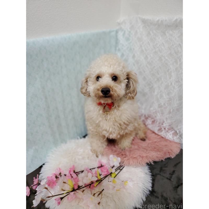 販売中の千葉県のトイプードル-378231の2枚目