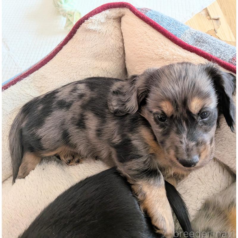 販売中の山形県のミニチュアダックスフンド(ロングヘアード)-453521の4枚目