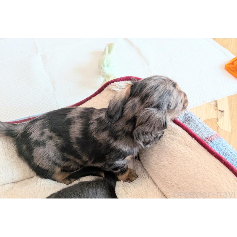 販売中の山形県のミニチュアダックスフンド(ロングヘアード)-453521の3枚目