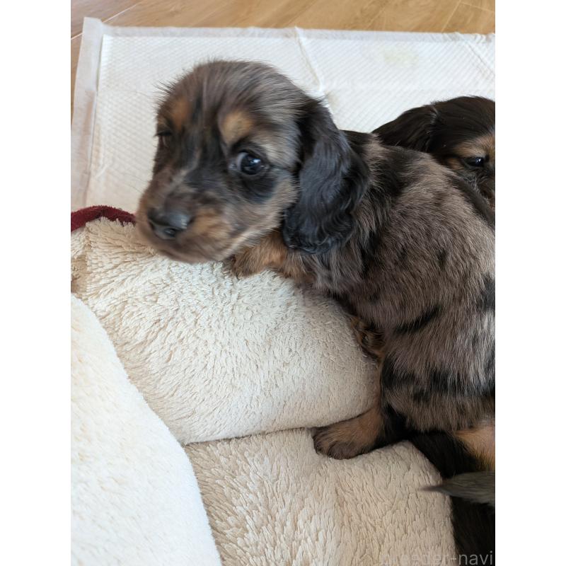 販売中の山形県のミニチュアダックスフンド(ロングヘアード)-453521の2枚目