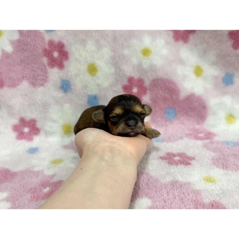 販売中の愛知県のチワプー:チワワ×トイプードル-453522の8枚目