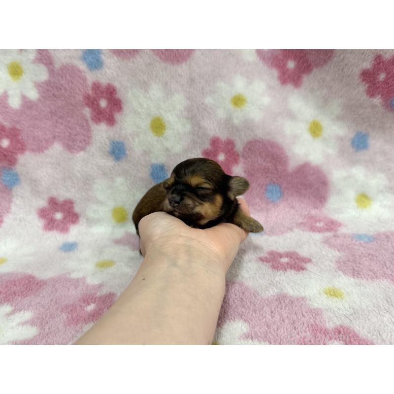 販売中の愛知県のチワプー:チワワ×トイプードル-453522の6枚目