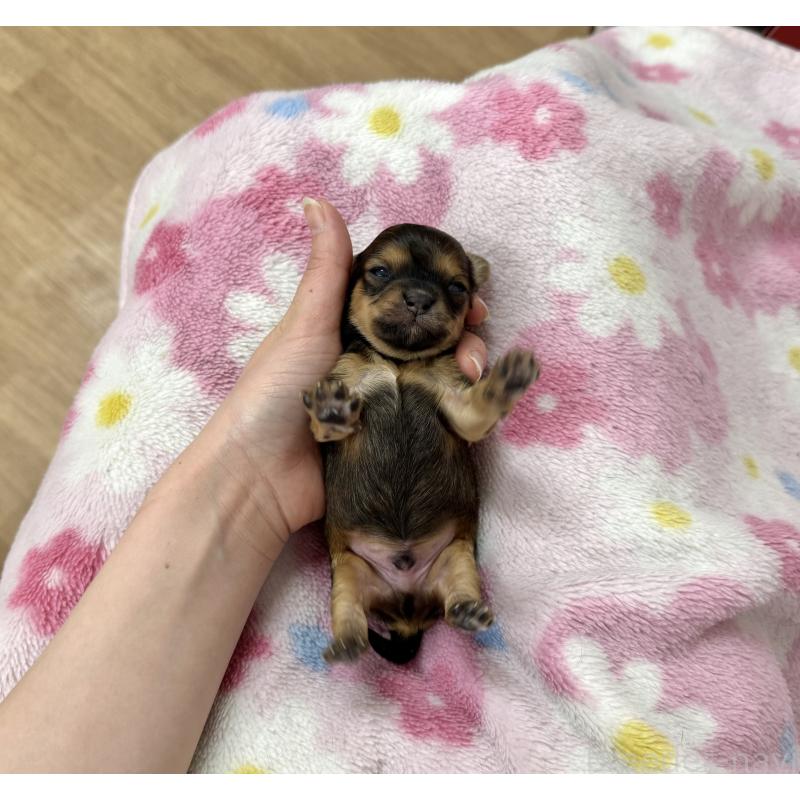 販売中の愛知県のチワプー:チワワ×トイプードル-453522の5枚目