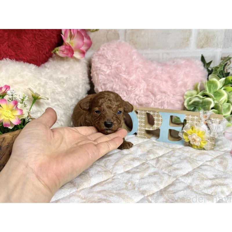 販売中の愛知県のトイプードル-453524の7枚目