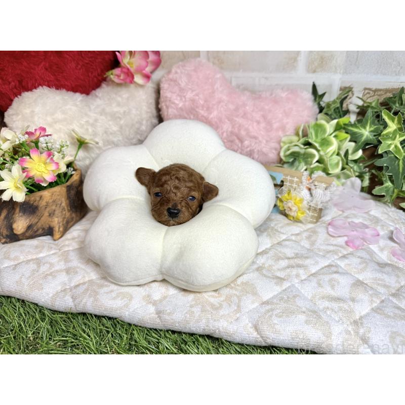 販売中の愛知県のトイプードル-453524の6枚目