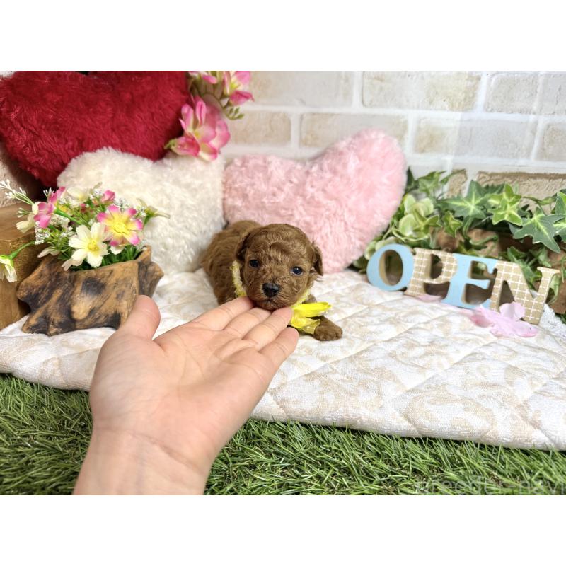 販売中の愛知県のトイプードル-453524の5枚目