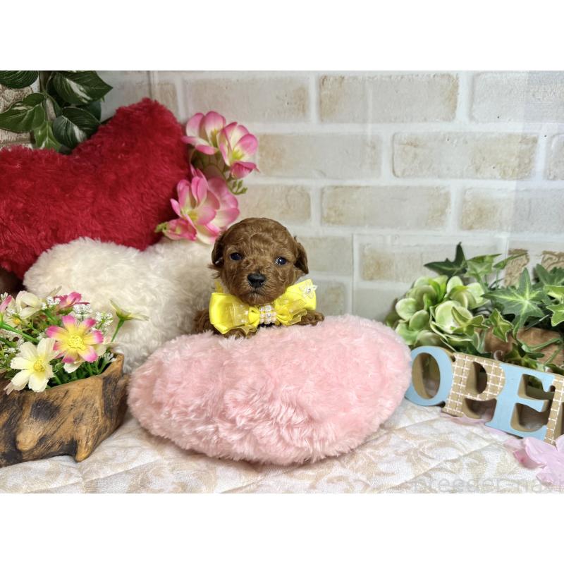 販売中の愛知県のトイプードル-453524の2枚目