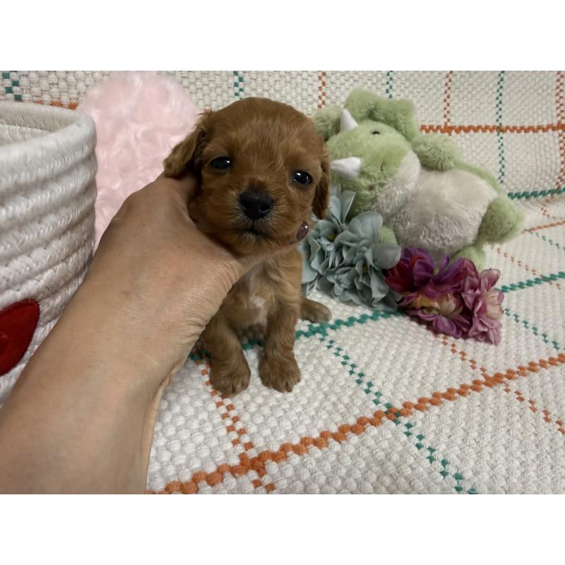 販売中の兵庫県のダップー:ミニチュアダックスフンド×トイプードル-453525の4枚目