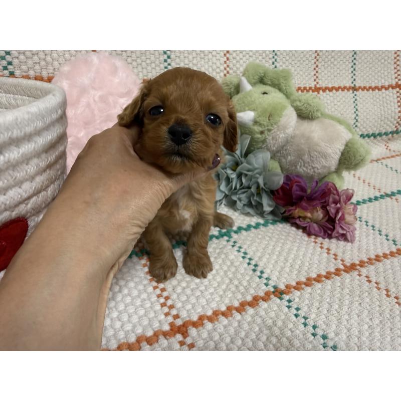 販売中の兵庫県のダップー:ミニチュアダックスフンド×トイプードル-453525の3枚目