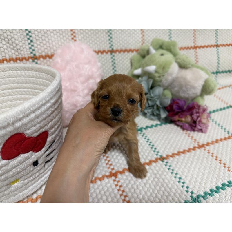 販売中の兵庫県のダップー:ミニチュアダックスフンド×トイプードル-453525の2枚目